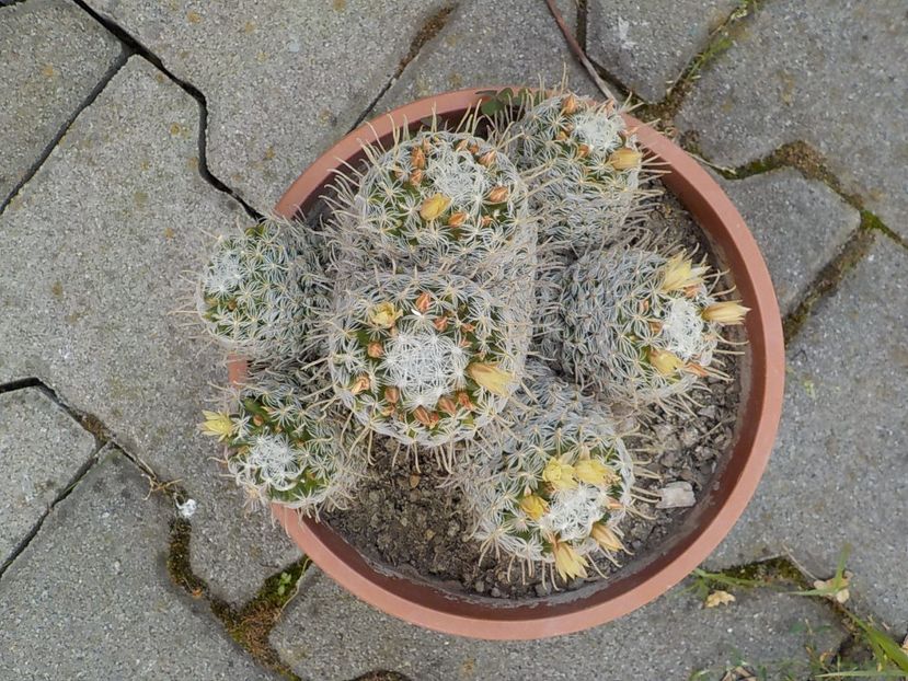  - mammillaria duwei