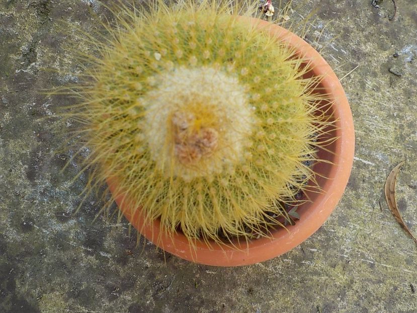  - Genul Notocactus