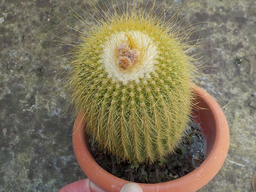  - Genul Notocactus