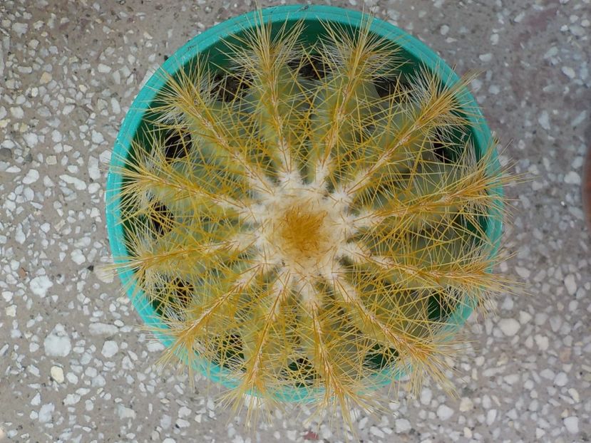  - Genul Notocactus