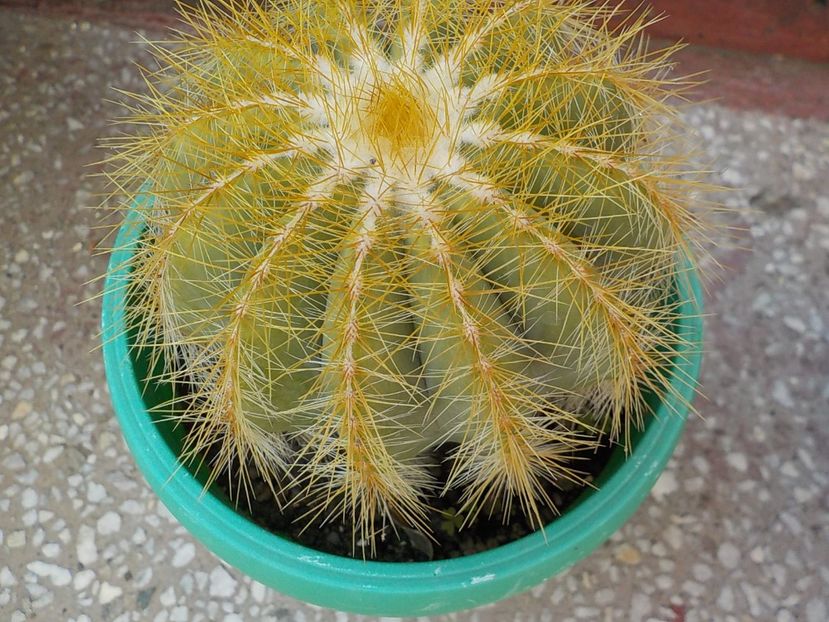  - Genul Notocactus