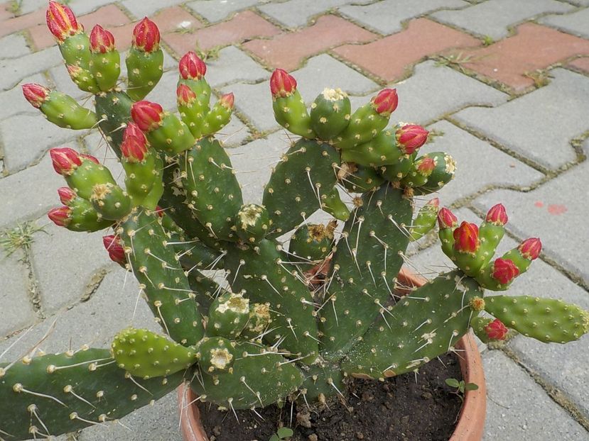  - opuntia quitensis 2021