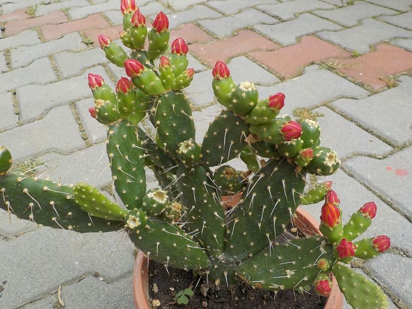  - opuntia quitensis 2021