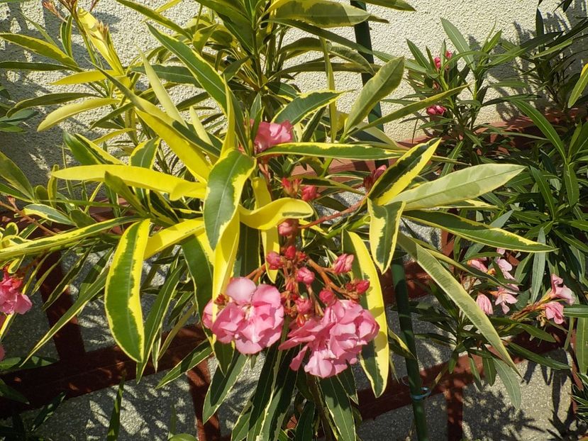  - variegat nr 24