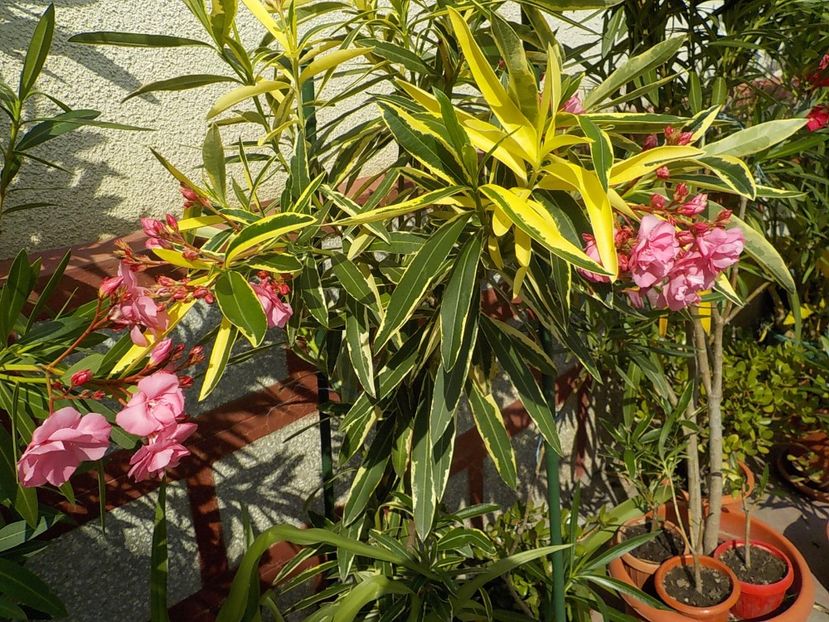  - variegat nr 24