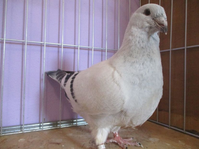 01036-21 - Tineret 2021