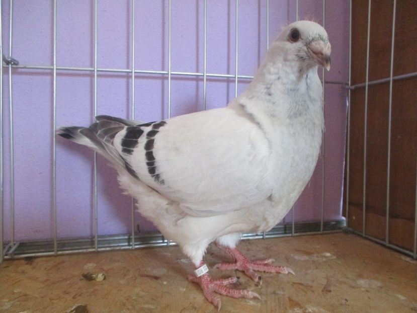 01039-21 - Tineret 2021