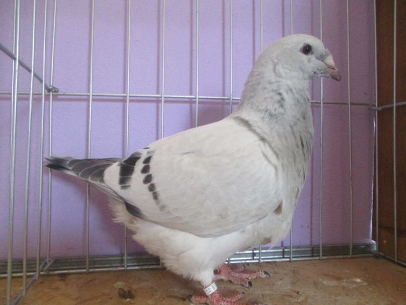 01040-21 - Tineret 2021