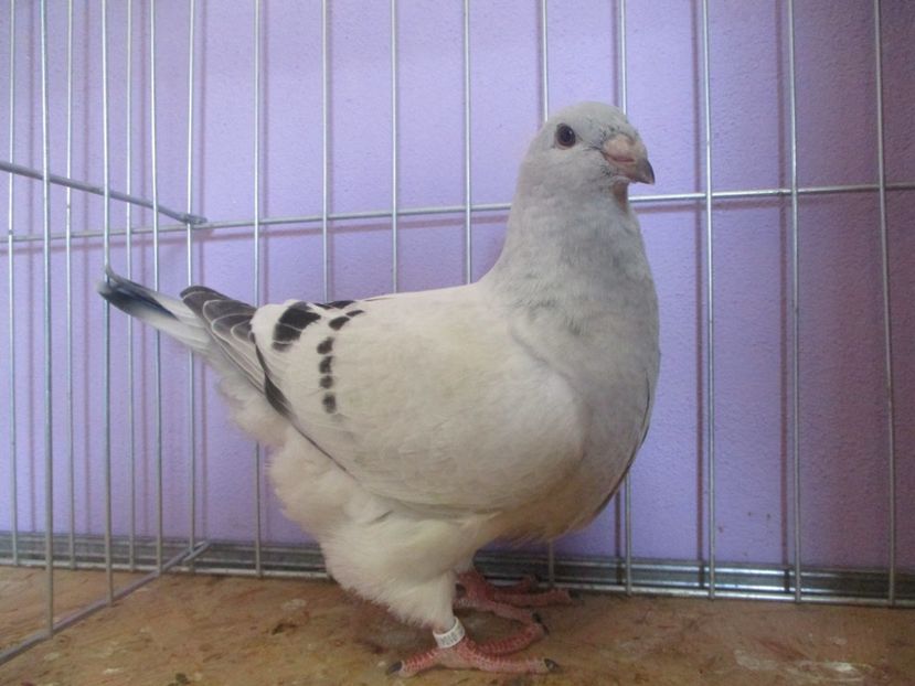 01041-21 - Tineret 2021