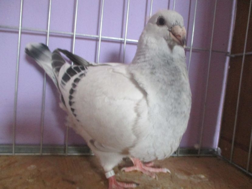 01043-21 - Tineret 2021