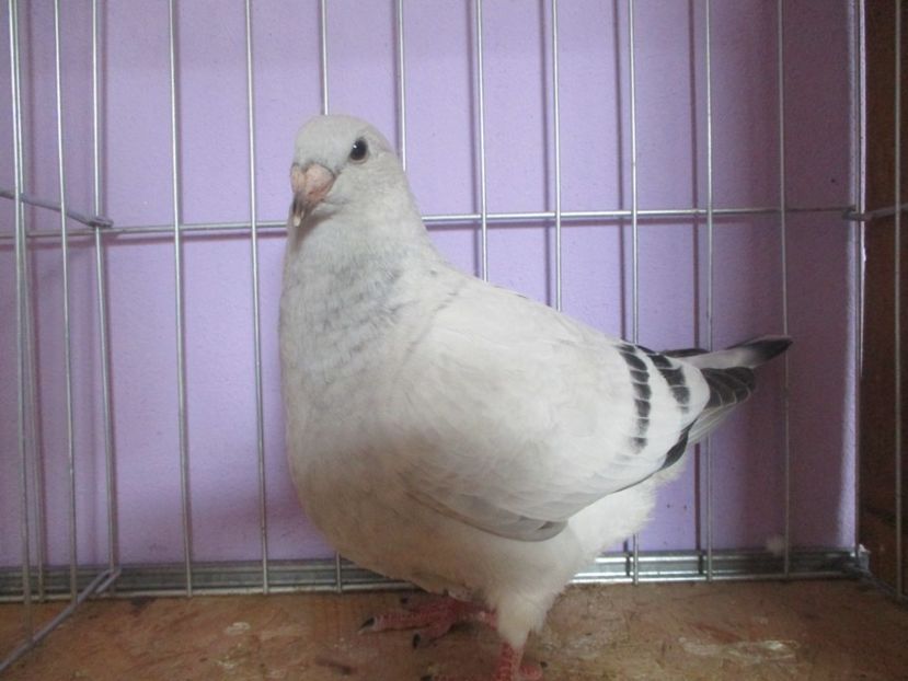 01044-21 - Tineret 2021