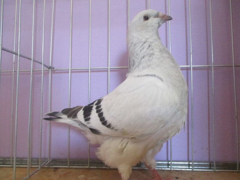 01038-21 - Tineret 2021