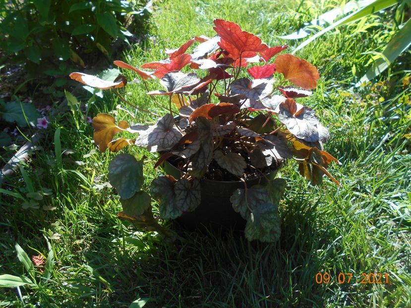  - 02 Azalee-rhododendroni-heleborusi-hortensii-hoste 2021