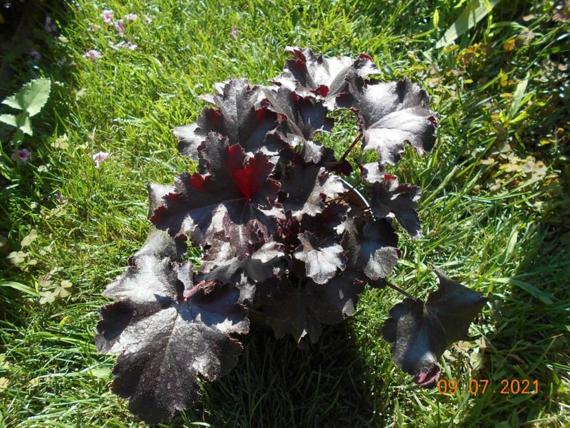  - 02 Azalee-rhododendroni-heleborusi-hortensii-hoste 2021