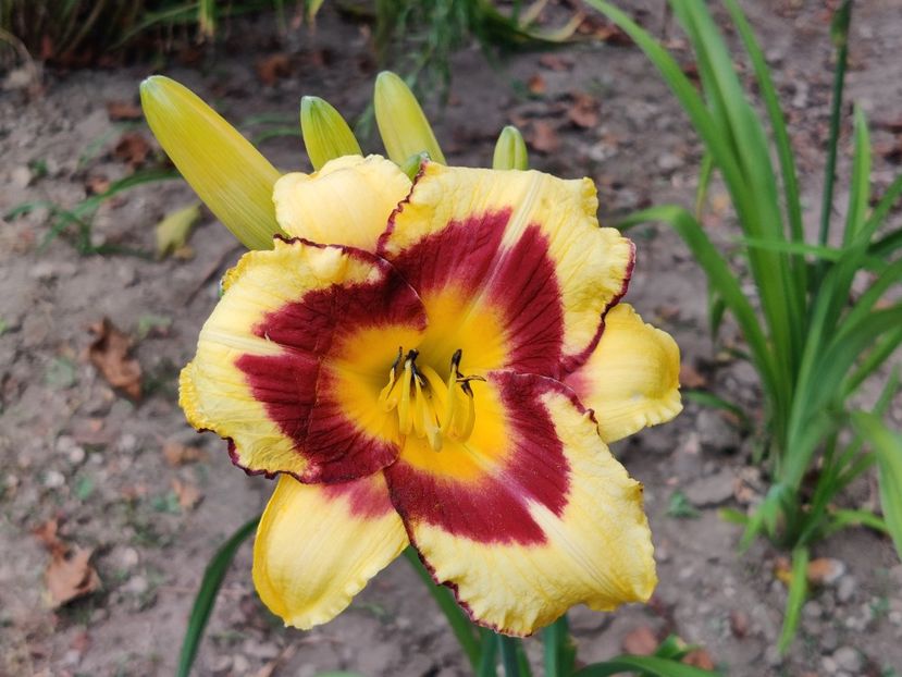 El desperado - Hemerocallisi 1