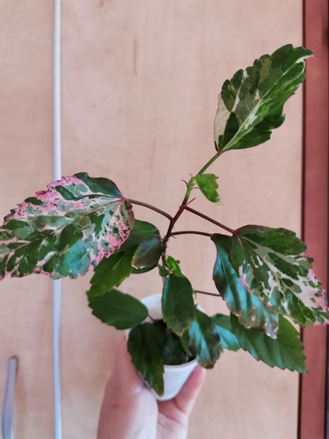  - Hibiscus 2015-2024