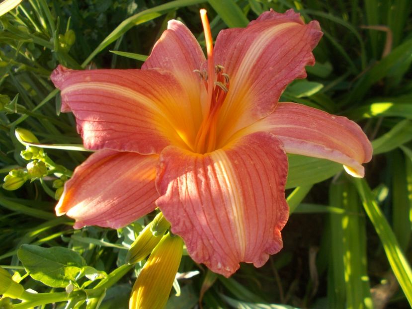 CHRISTMAS CANDLES - Hemerocallis 2021