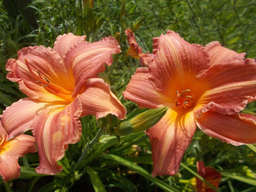  - Hemerocallis 2021