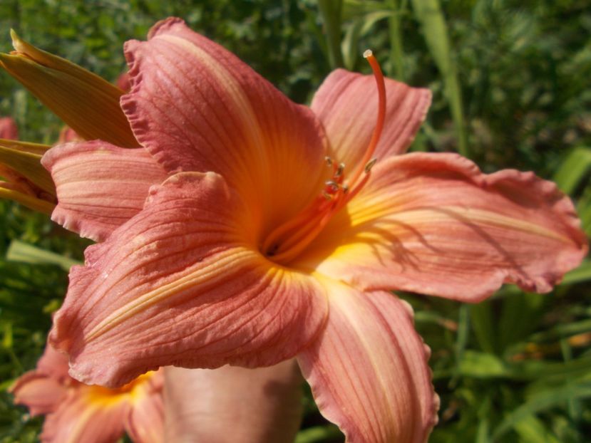  - Hemerocallis 2021