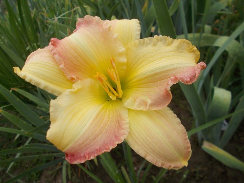 BIG SMILE - Hemerocallis 2021