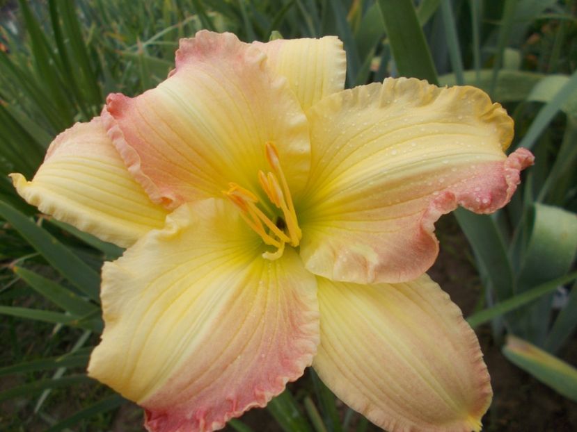  - Hemerocallis 2021