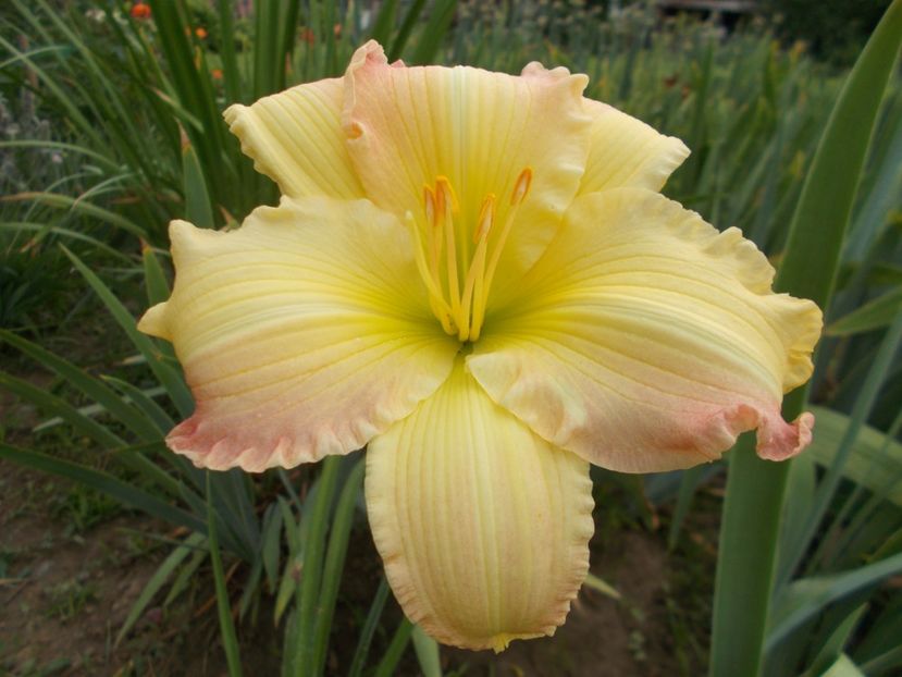  - Hemerocallis 2021
