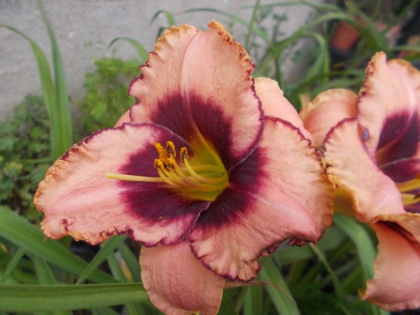 DARING DECEPTION - Hemerocallis 2021
