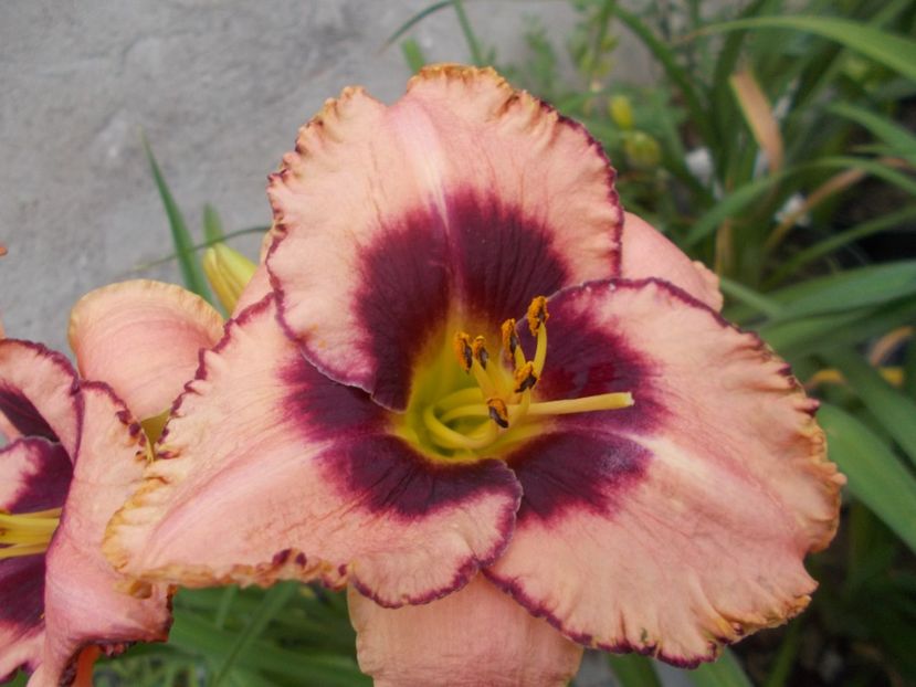  - Hemerocallis 2021