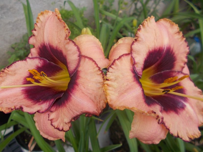  - Hemerocallis 2021