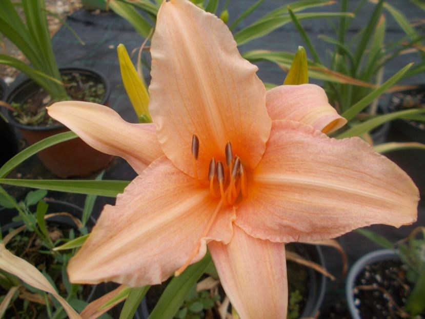 PINK LIGHTING - Hemerocallis 2021