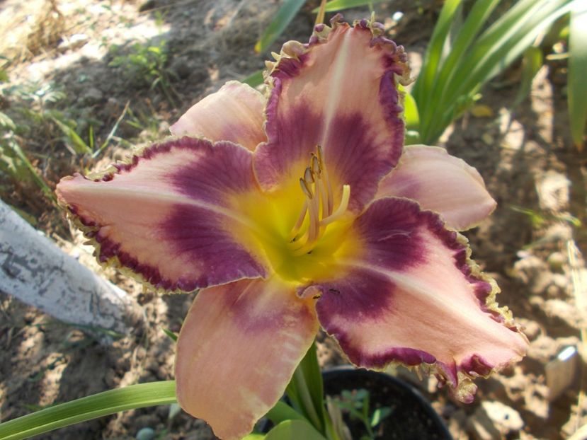 CINDERELLA'S DANCE - Hemerocallis 2021