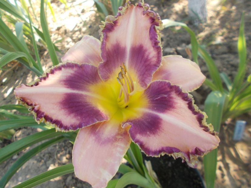  - Hemerocallis 2021