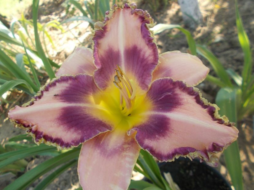  - Hemerocallis 2021