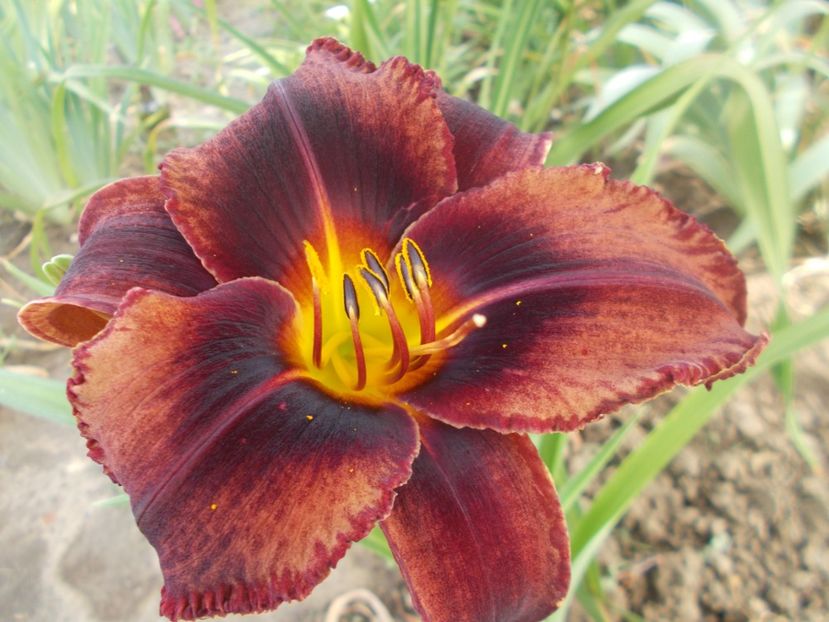 MAHOGANY WHISPERS - Hemerocallis 2021