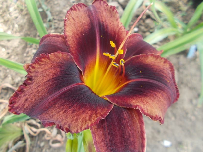  - Hemerocallis 2021