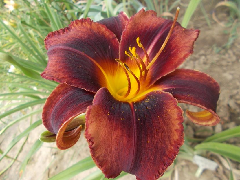  - Hemerocallis 2021