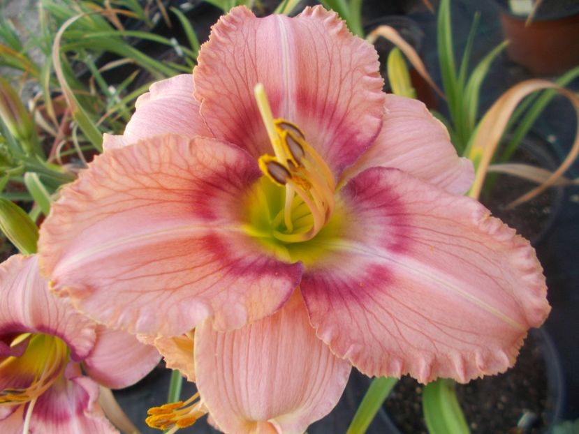 MYSTICAL RAINBOW - Hemerocallis 2021