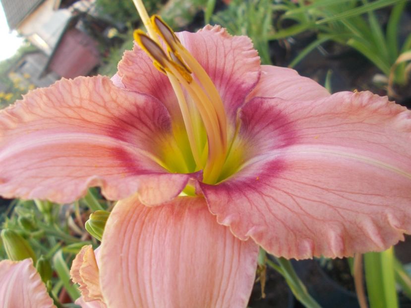  - Hemerocallis 2021