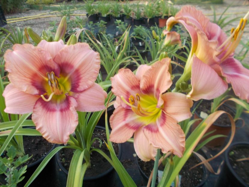  - Hemerocallis 2021