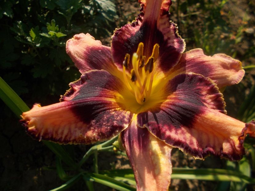SIMMONS OUVERTE - Hemerocallis 2021