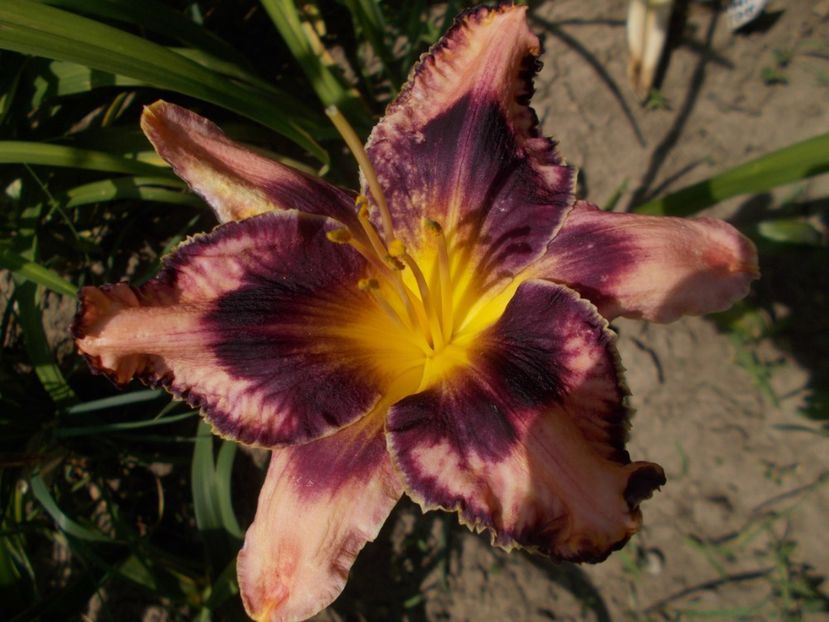  - Hemerocallis 2021