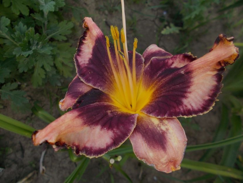  - Hemerocallis 2021