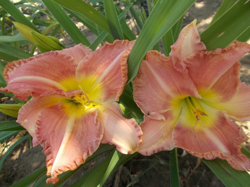  - Hemerocallis 2021