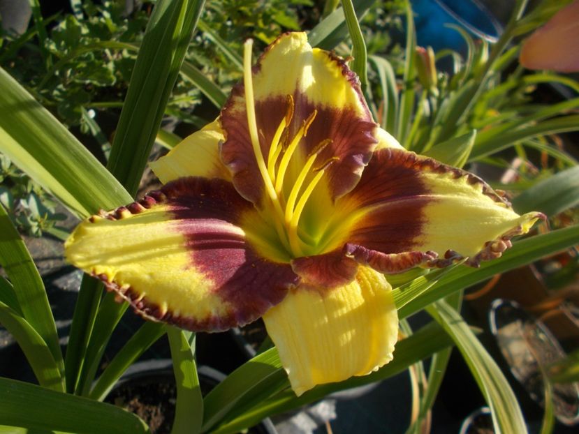 STEVE TRIMMER - Hemerocallis 2021