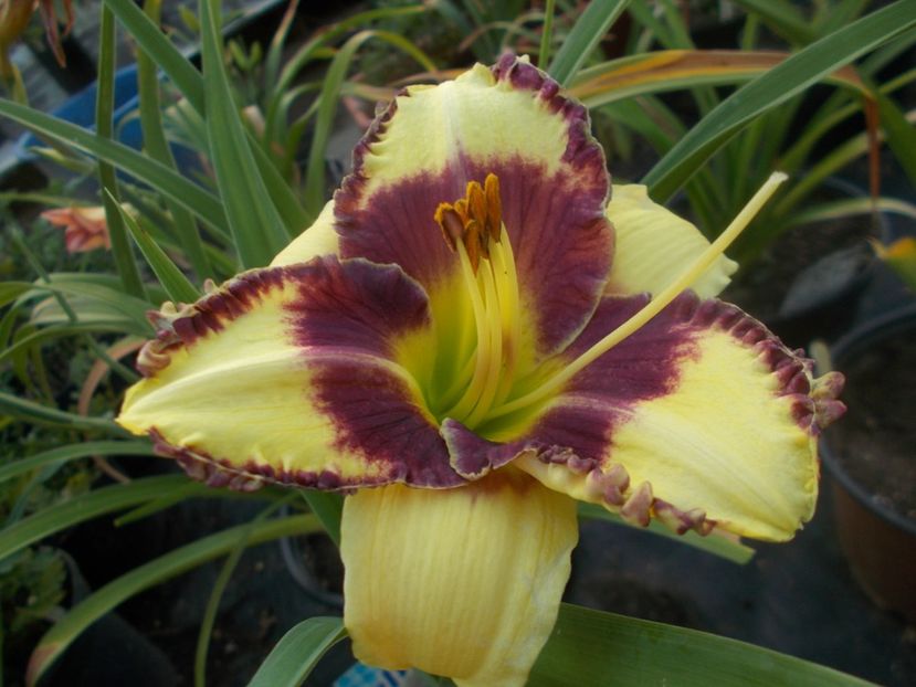  - Hemerocallis 2021