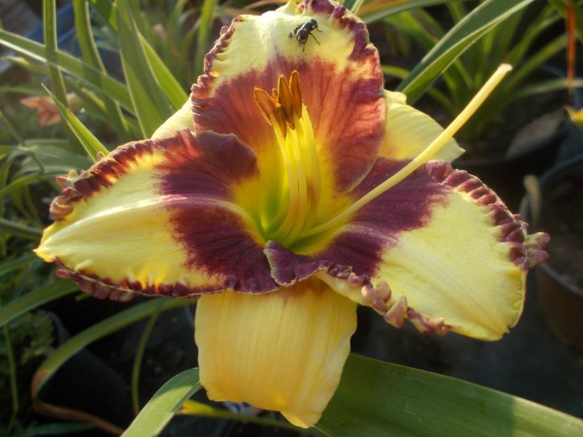  - Hemerocallis 2021