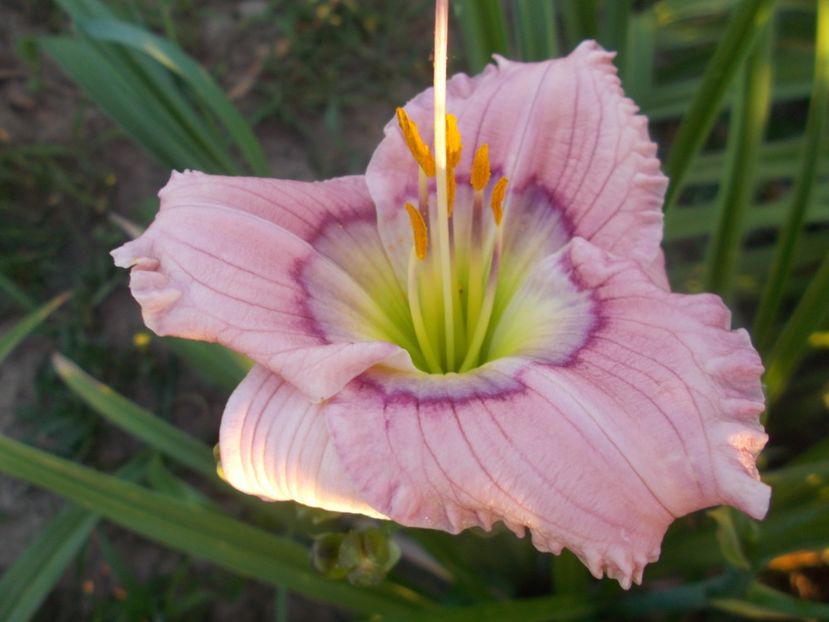 SILOAM DAVID KHIRCHOFF - Hemerocallis 2021