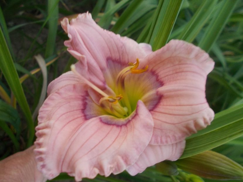  - Hemerocallis 2021