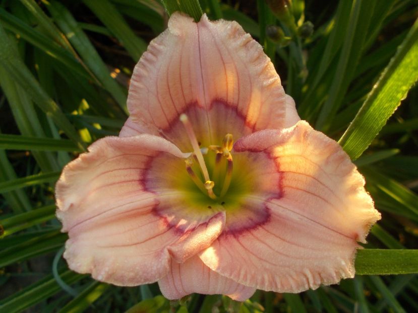  - Hemerocallis 2021