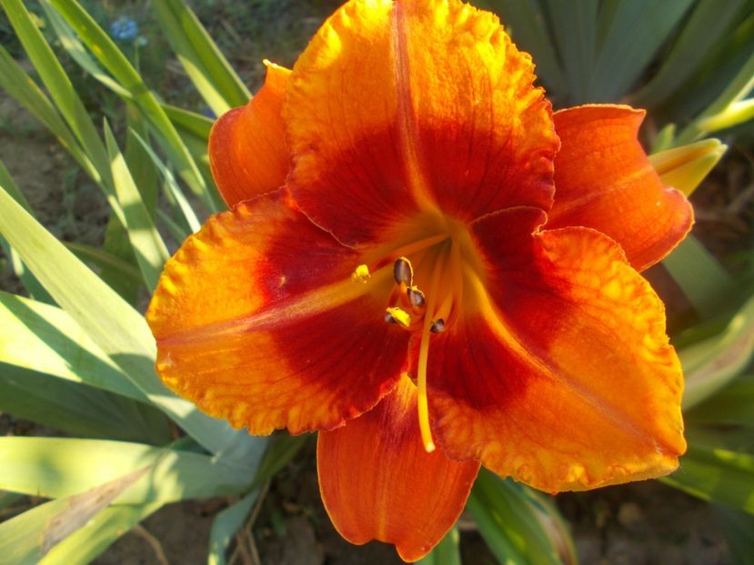 TIGGER - Hemerocallis 2021